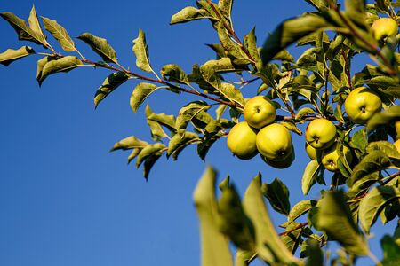 Green apples on a branch in garden ready to be harvestedの写真素材