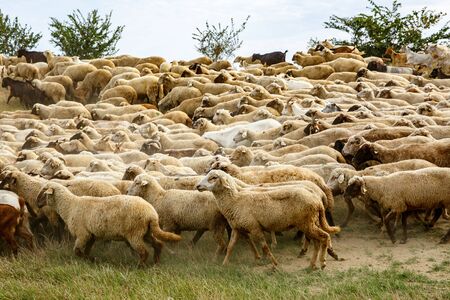 Background of sheep grazing on beautiful mountain meadowの写真素材