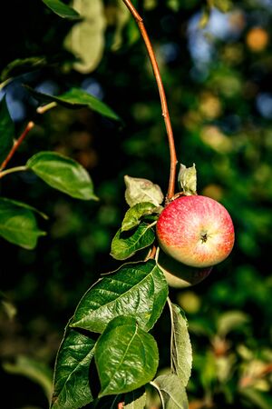 Red apple on tree brancheの写真素材