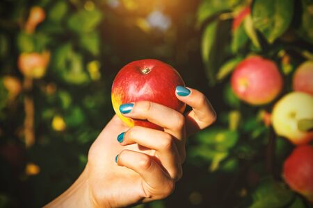 Apple in woman hands on the background of an apple groveの写真素材