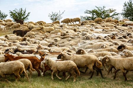 A flock of sheep on the grassland. Animal backgroundの写真素材