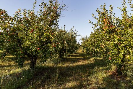 Apple grove. A row of trees with apples on the branchesの写真素材