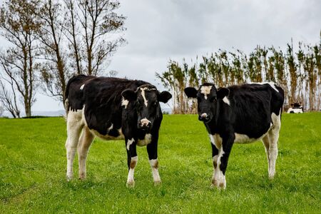 A pair of cows on a green meadowの写真素材