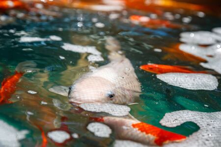 Goldfish swimming in the water. Colorful orange fish beautiful on plastic pondの写真素材