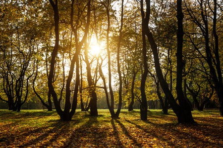 Silhouettes of autumn trees in the park. Sunset