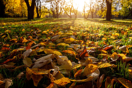 Fallen autumn leaves in the park, sunsetの写真素材