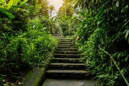 Stone stairs in the jungle.の写真素材