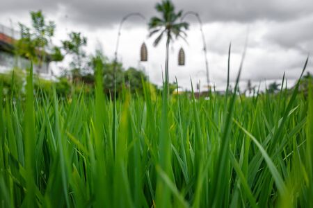 Background of a green grass texture. Palm on backgroundの写真素材