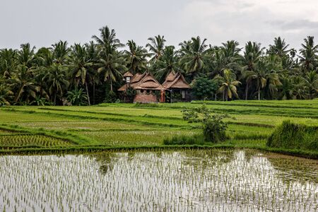 Asian farm. House with rice fields and palm jungle on backgroundの写真素材