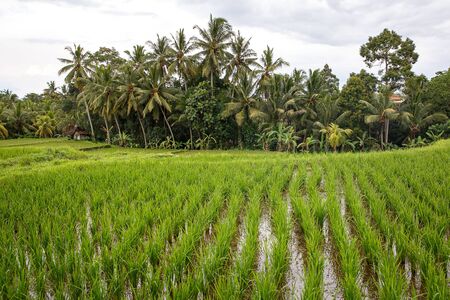 Paddy field with jungle on the background. Cloudy weatherの写真素材