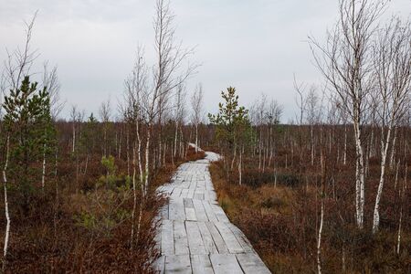 Wooden path walkway through wetlands. Autumn timeの写真素材