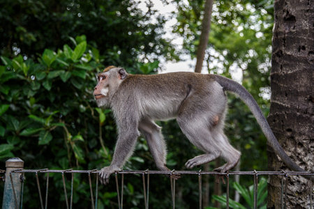 Monkey in jungle is walking along the fenceの写真素材