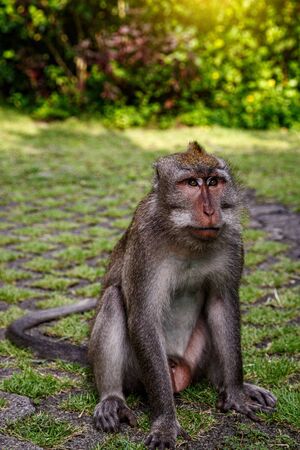 The monkey is sitting. Green backgroundの写真素材