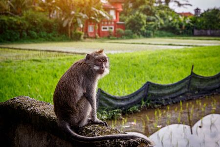 The monkey is sitting. Paddy field and village on backgroundの写真素材