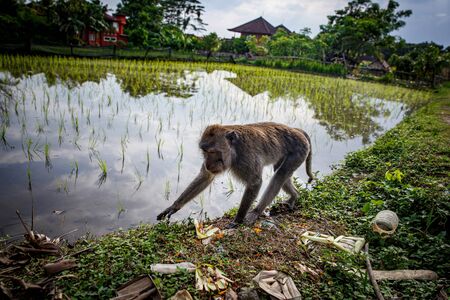Monkey goes on the ground. Paddy field and village on backgroundの写真素材