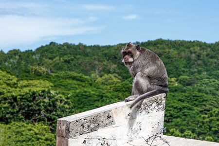 Monkey on a stone parapet. Green nature background.の写真素材