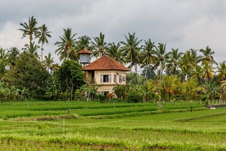 Village near rice fields in Baliの写真素材