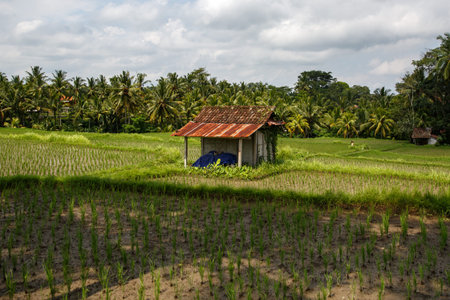 Beautiful rice fields in Bali, Indonesiaの写真素材
