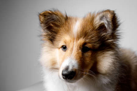 Sheltie puppy portrait on a gray backgroundの写真素材