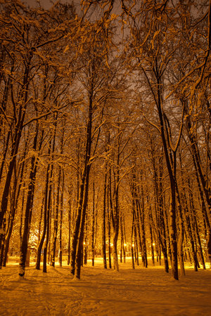 Winter in the night park. Trunks of trees in the light of lanternsの写真素材