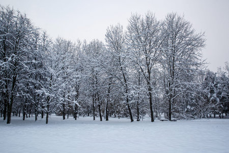 Trees in the snow, winter background