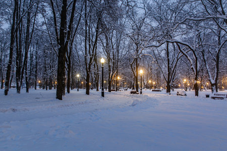 Snowy city park on a winter night.の写真素材
