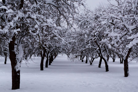 Winter in the city park. Snow alley