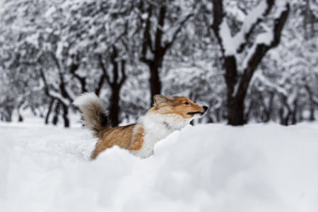 Sheltie dog activity in the snow. Playing in winter park.の写真素材