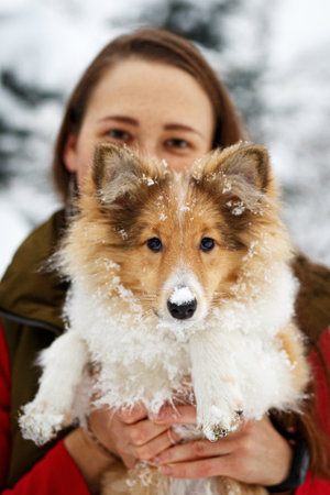 Girl hugs Sheltie on the background of winter treesの写真素材