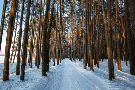 Winter snowy road between pine treesの写真素材