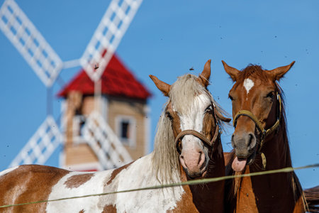 Two horses on the background of a windmillの写真素材