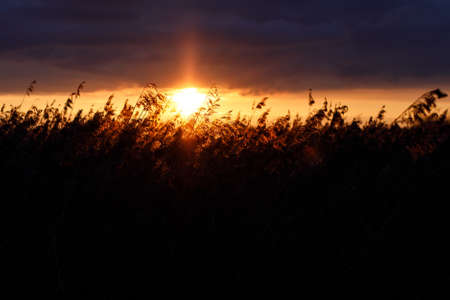 Reed in the rays of a golden sunset as background.の写真素材