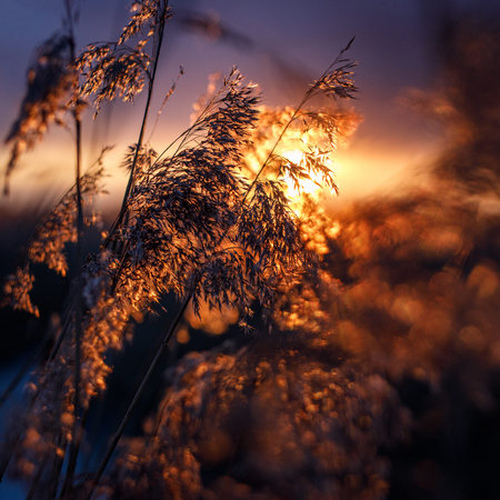 Reed in the rays of a golden sunset as background.