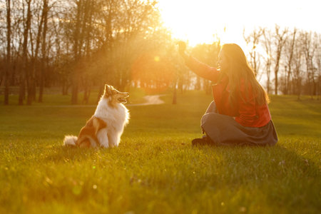 The owner training the dog in the park at sunset. Woman and sheltie shetland sheepdog on a walk