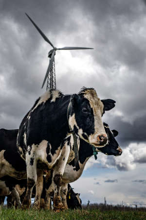 Cows graze and eat grass with the modern windmill energy tower in the backgroundの写真素材