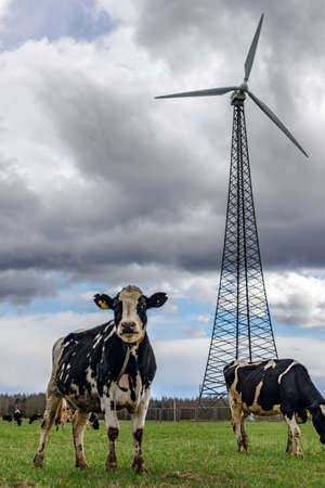 Cows graze and eat grass with the modern windmill energy tower in the backgroundの写真素材