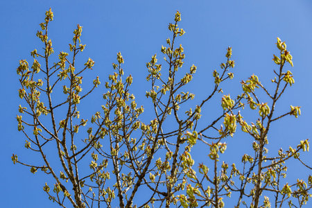 Blooming poplar in spring. Buds open