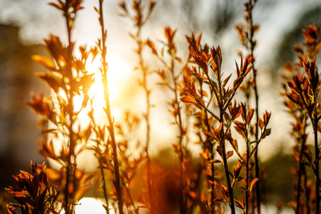 Plants on a golden sunset