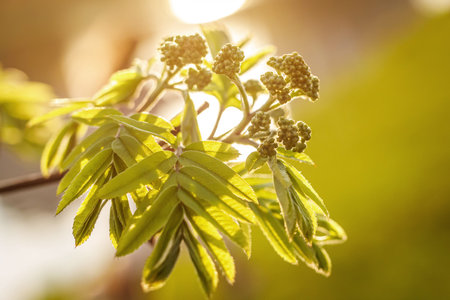 Ash-tree blossoms in springtime. Leaves on sunset