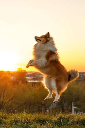 Active dog during sunset. Sheltie - shetland sheepdogの写真素材