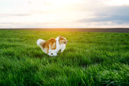 Shetland Sheepdog is running through the green meadow.の写真素材