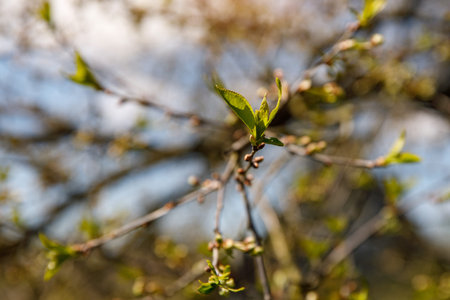 Springtime tree buds on the branch. Nature background