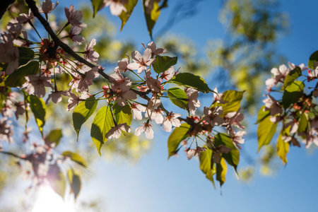 Blooming pink flowers on the branch. Spring background