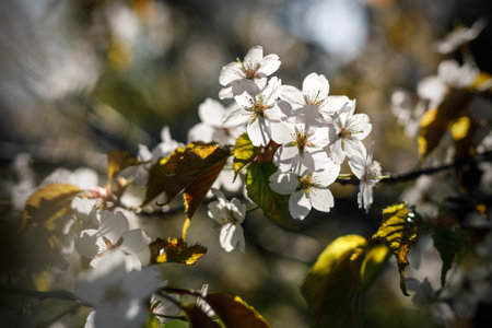 Background with blooming flowers on a spring day.