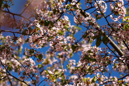 Blooming pink flowers on the branch. Spring backgroundの写真素材