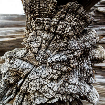 Vintage brown background of cracked section of old retro dry wood texture Grunge log tree cross section backdrop Empty space for inscriptionの写真素材