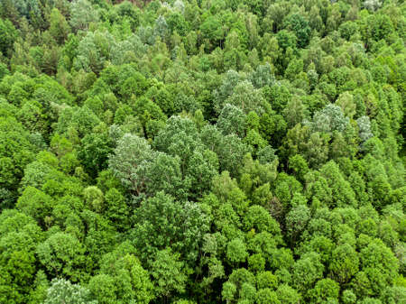 Top view of green trees. Nature textureの写真素材