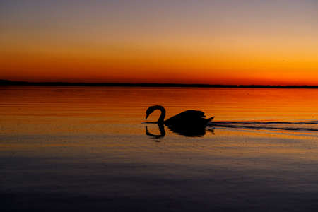 Black silhouette of the swan at sunset.の写真素材
