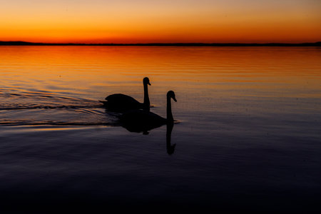 Black silhouette of a swan family at sunset.の写真素材