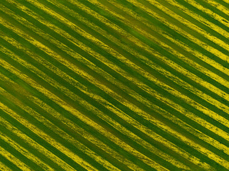 Top view of striped rapeseed field.の写真素材